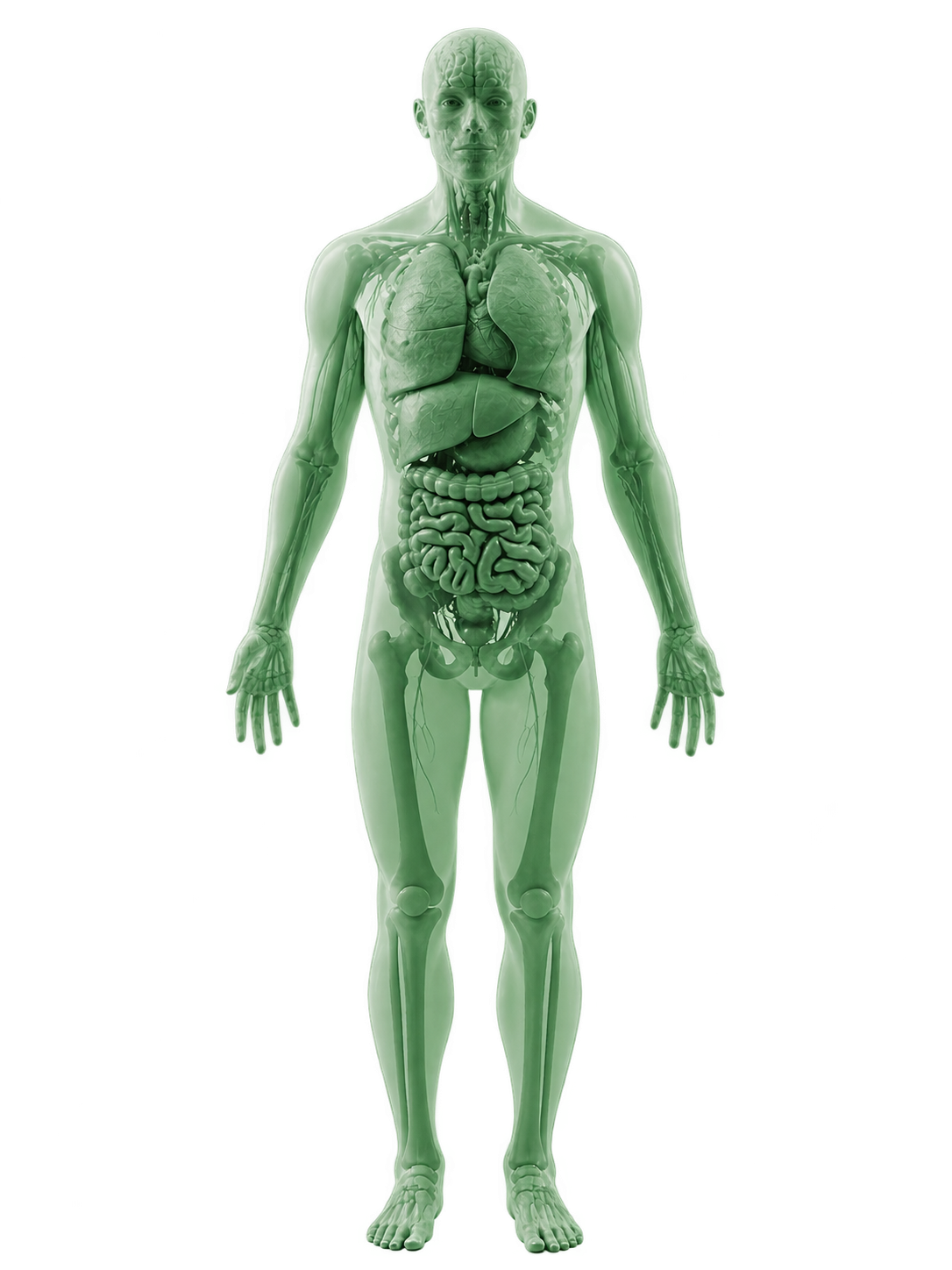 Model of the human body
